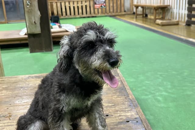 Miniature Schnauzer