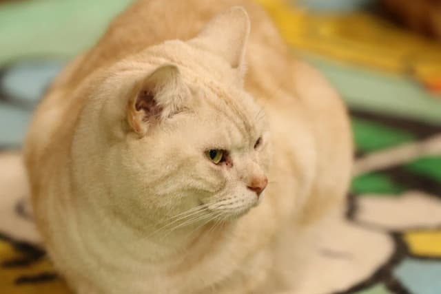 American Shorthair