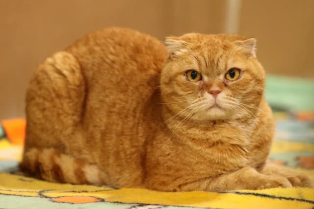 Scottish Fold