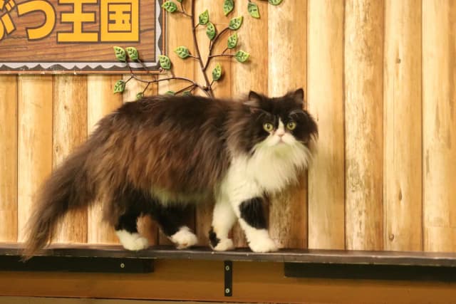 Exotic Cat