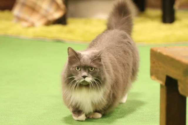Munchkin