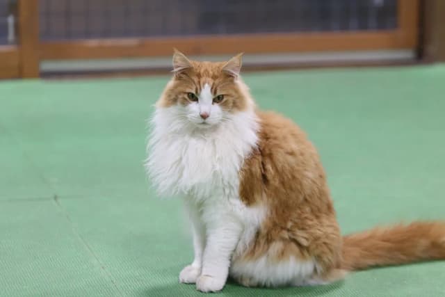 Maine Coon
