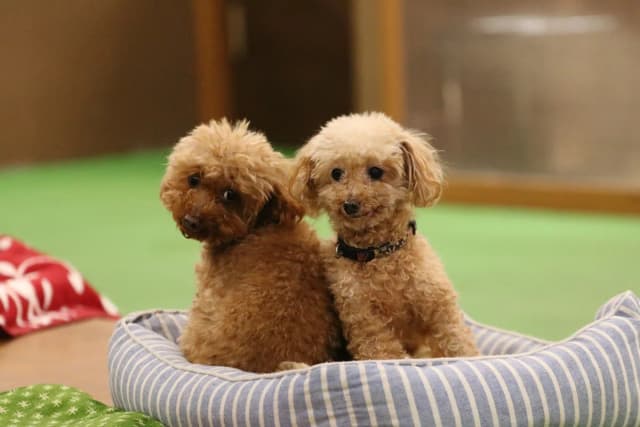 Toy Poodle