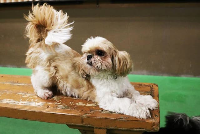 Shih Tzu