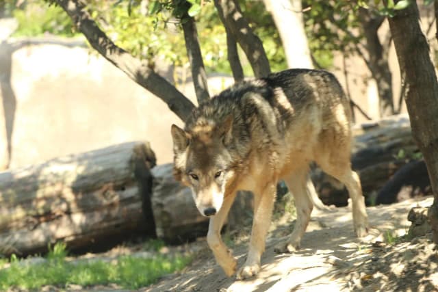 Timber Wolf