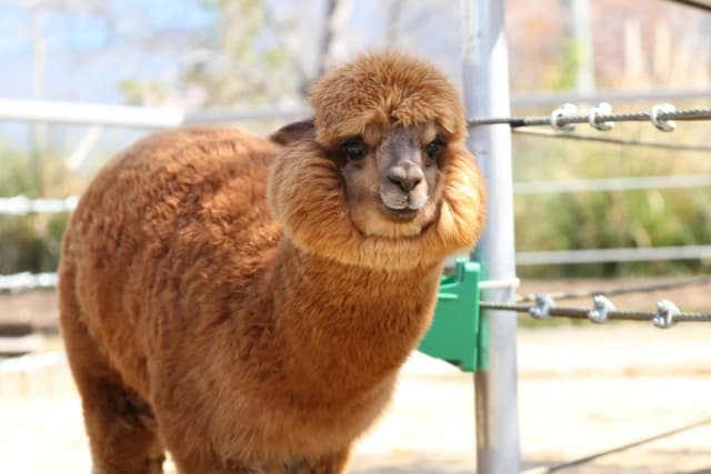 Alpaca
