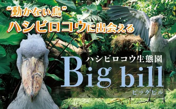野性味溢れる“ハシビロコウ”が目の前に!