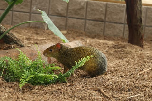 Azara’s agouti