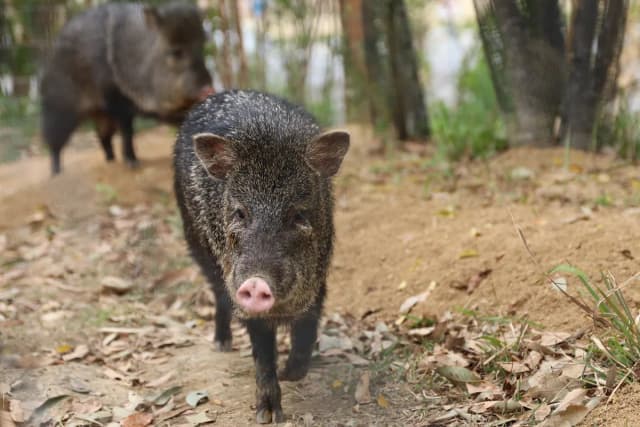 Collared Peccary
