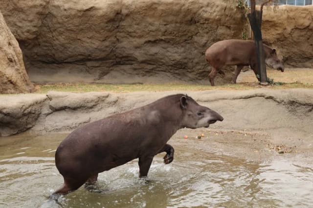 Brazilian Tapir/South American Tapir