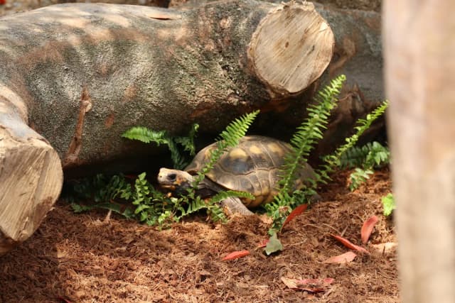 Red-footed tortoise