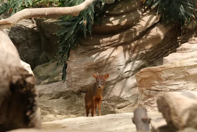 Southern Pudu