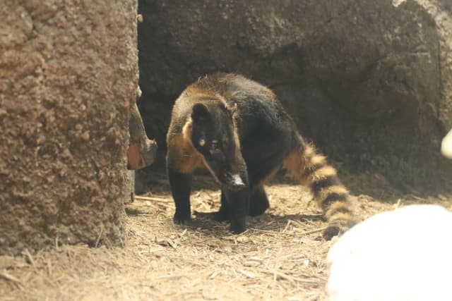 South American coati