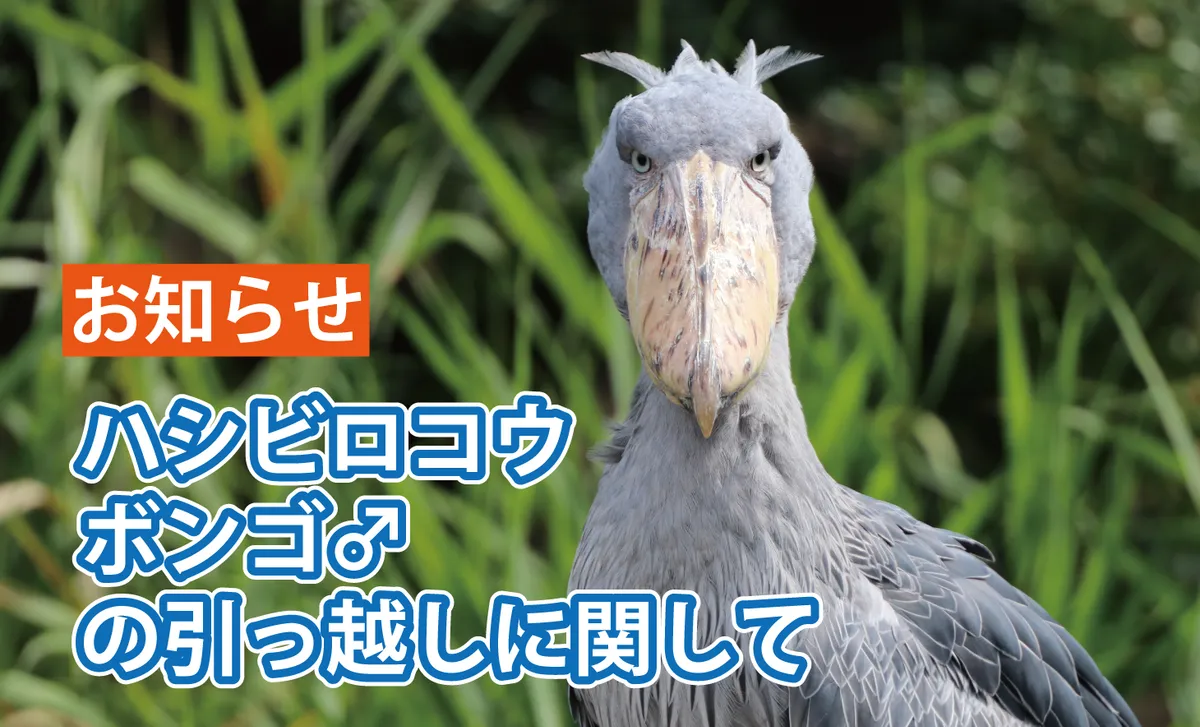 ハシビロコウ「ボンゴ♂」の引っ越しに関して(2/18更新)