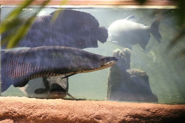 Arapaima