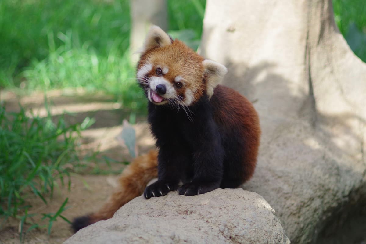 神戸どうぶつ王国