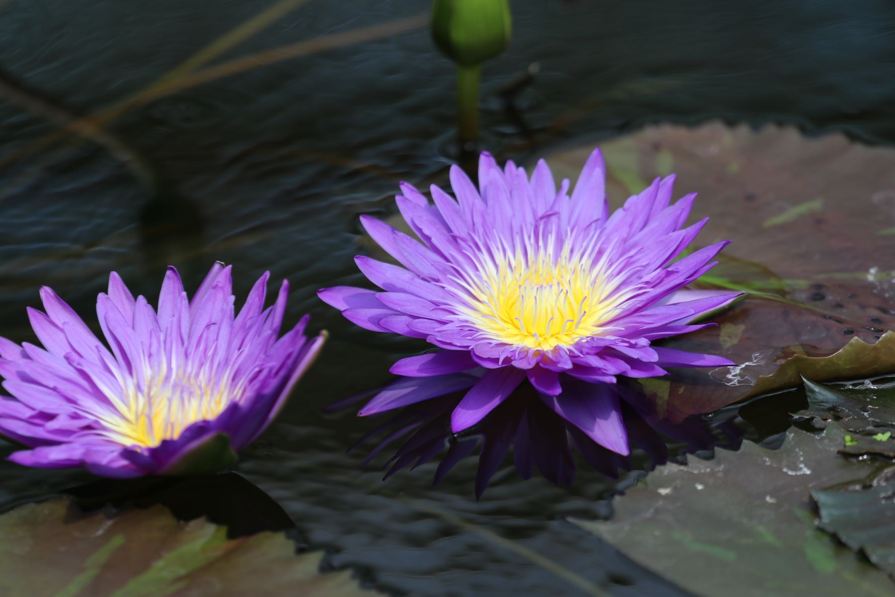 動物王国のロゴ